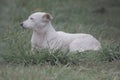 White, large dog breed companion dog lies on the grass, closeup portrait on the background