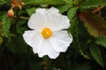 White large flower of a dogrose wrinkled Rosa rugosa L. Royalty Free Stock Photo