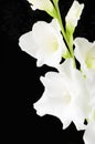 White large flowered Gladiolus flower black background Royalty Free Stock Photo