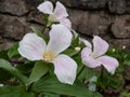 The white, large-flowered, great white trillium or white wake-robin (Frillium grandiflorum) flowering