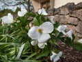 The great white trillium or white wake-robin (Frillium grandiflorum) flowering with a single, showy white