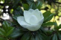 Large-Flowered Magnolia. A large white flower on a branch.