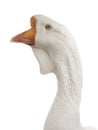 White large goose portrait  isolated on white Royalty Free Stock Photo