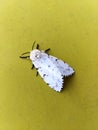 White large moth sitting on a yellow wall Royalty Free Stock Photo