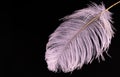 White large ostrich feather on a black background. Copy space.