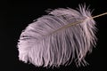 White large ostrich feather on a black background. Close-up.