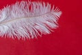White, large, ostrich feather on a red background. Red background with a pen. Creative
