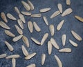 White large seeds on a black background. Sunflower seeds