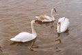 White large waterfowl in the pond, three swans in the water