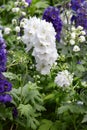 White larkspur flowers, Delphinium elatum Royalty Free Stock Photo