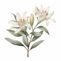 Botanical Watercolor Illustration Of A White Lily With Australian Motifs