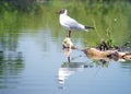 White Larus.