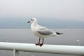 A white larus ridibundus with black feet standing handrail