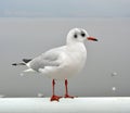 A white larus ridibundus see beyond