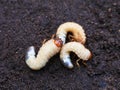 White larvas cockchafers against the background of the soil. Royalty Free Stock Photo