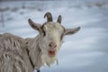 White Laughing Goat