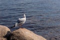 White laughing seagull with back on rock at seashore in Latvia.