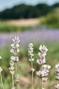 White lavandin against a beautiful landscape. Field of lavender. Royalty Free Stock Photo