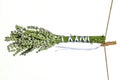 White lavender Royalty Free Stock Photo