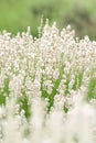 White lavender field Royalty Free Stock Photo