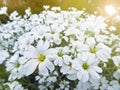 White lawn flowers Gypsophila White Cloud