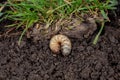 White lawn grub in soil with grass.