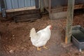 White Laying Chicken Hen