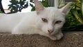White lazy cat with blue eyes
