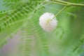 White leadtree or White popinac Leucaena leucocephala flower. Royalty Free Stock Photo