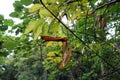 White leadtree, river tamarind, fast growing small tree Royalty Free Stock Photo