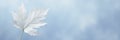 White leaf against a light blue background with wispy clouds, sky, white leaf, nature Royalty Free Stock Photo