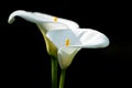 White Leaf arum lilies with black background