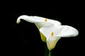 White Leaf arum lilies with black background