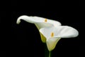 White Leaf arum lilies with black background Royalty Free Stock Photo