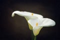 White Leaf arum lilies with black background Royalty Free Stock Photo