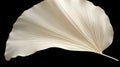 A white leaf on a black background, AI Royalty Free Stock Photo