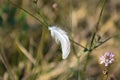 White leaf on a plant closeup view with selective focus on foeground