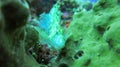White Leaf scorpionfish in the tropical reef. Close-up of the venomous Leaf Scorpion fish. A white Taenianotus triacanthus on a