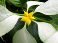 White leaf with the yellow flower very beautyfull