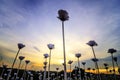 White LED roses on the green field over beautiful magical sunset background Royalty Free Stock Photo