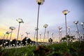 White LED roses on the green field over beautiful magical sunset background Royalty Free Stock Photo