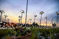 White LED roses on the green field over beautiful magical sunset background Royalty Free Stock Photo