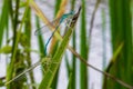 White-legged damselflies mating close-up