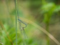 White-legged damselflies platycnemis pennipes mating on grass Royalty Free Stock Photo