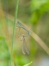 White-legged damselflies platycnemis pennipes mating on grass Royalty Free Stock Photo