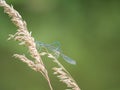 White-legged damselflies platycnemis pennipes mating on grass Royalty Free Stock Photo