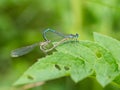 White-legged damselflies platycnemis pennipes mating on green leaf Royalty Free Stock Photo