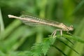 White-legged damselfly or Blue featherleg Platycnemis pennipes