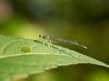 White-legged Damselfly, Platycnemis pennipes, on a leaf. Italy. Royalty Free Stock Photo