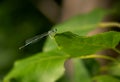 White-legged Damselfly, Platycnemis pennipes, on a leaf tip. Italy. Royalty Free Stock Photo